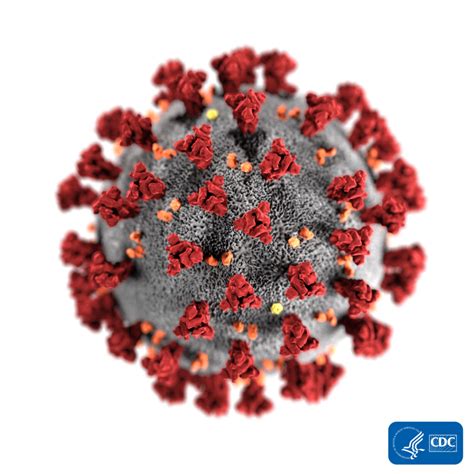 Updated COVID-19 Vaccine Booster Shots Restore Antibody Levels @ יואל קסלר